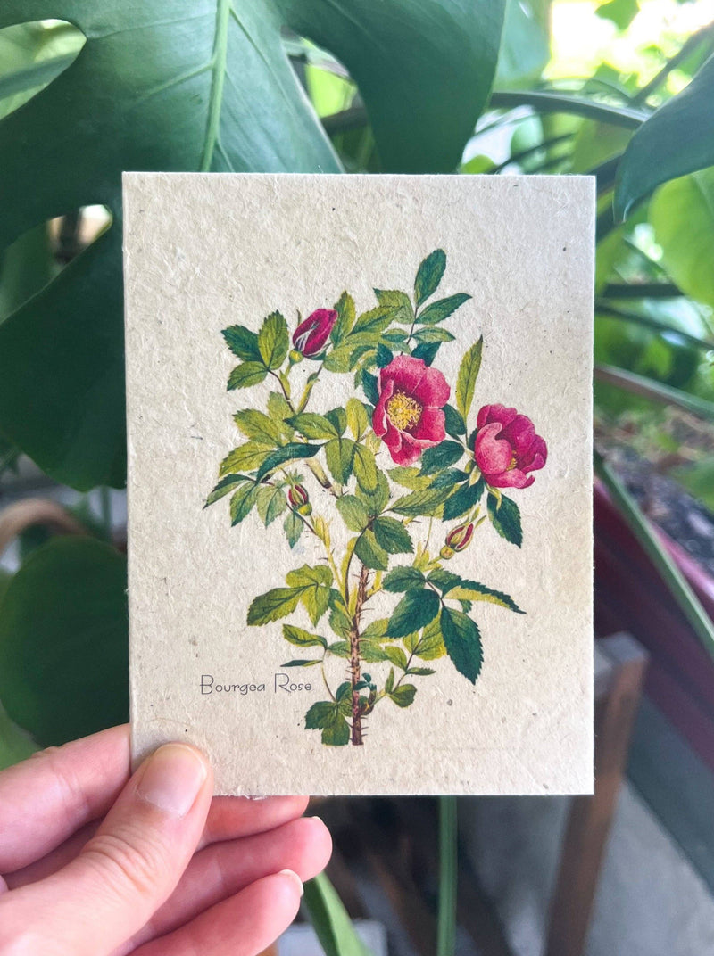 Greeting Cards