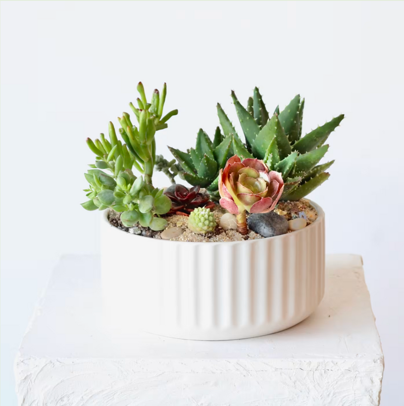 Plants