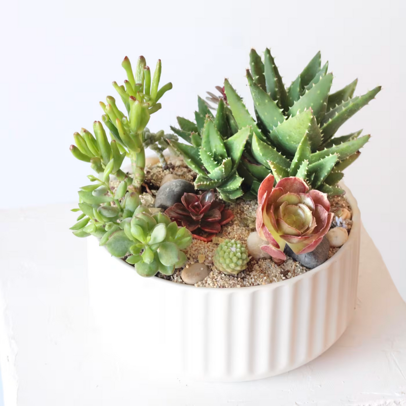 Plants