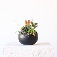 Succulent Garden