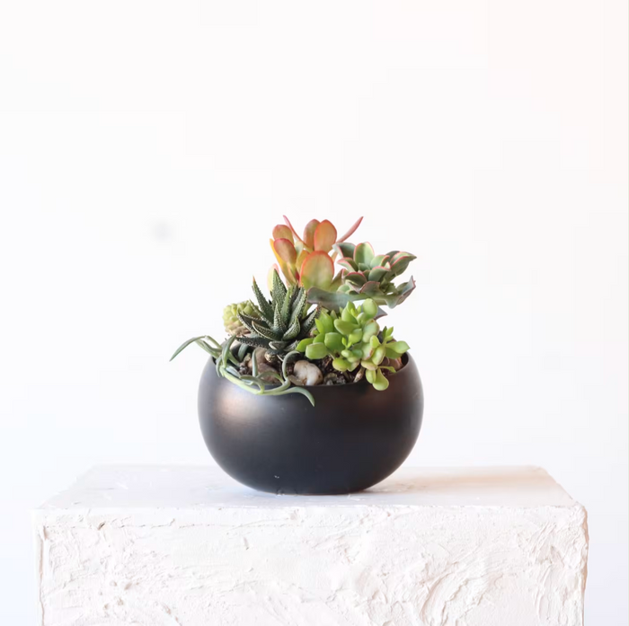 Succulent Garden