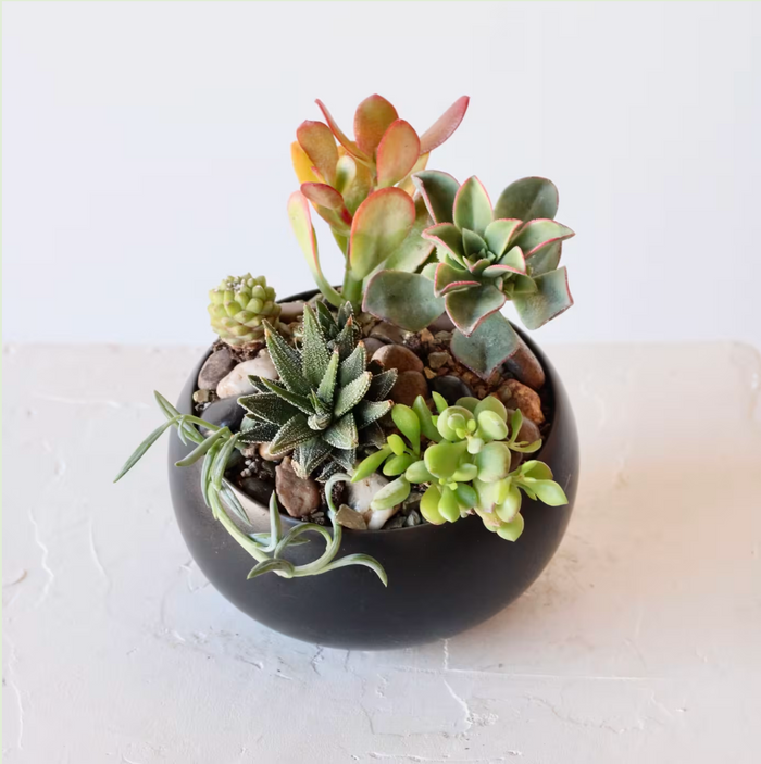 Succulent Garden