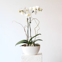 Grace Phalaenopsis Orchid