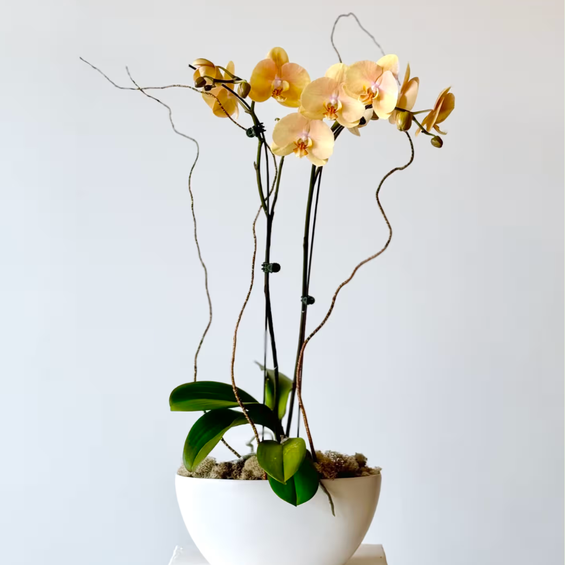 Grace Phalaenopsis Orchid