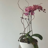 Grace Phalaenopsis Orchid