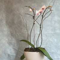 Grace Phalaenopsis Orchid