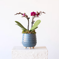 Petite Potted Phalaenopsis Orchid in Blue Footed Planter