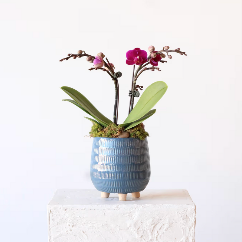 Petite Potted Phalaenopsis Orchid in Blue Footed Planter