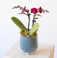 Petite Potted Phalaenopsis Orchid in Blue Footed Planter