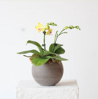 Petite Potted Phalaenopsis Orchid