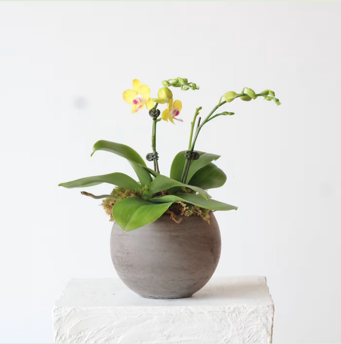 Petite Potted Phalaenopsis Orchid