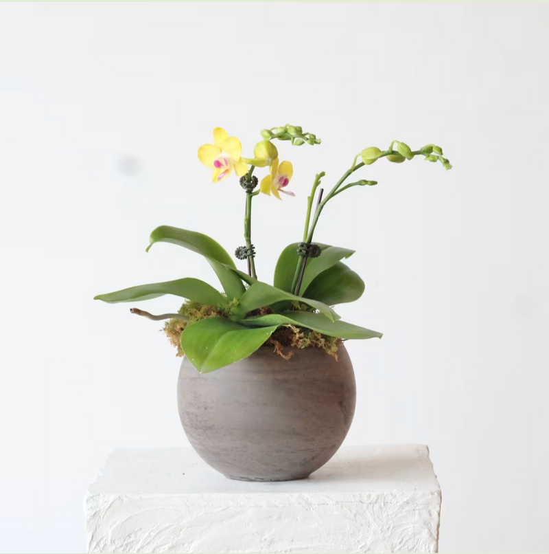 Petite Potted Phalaenopsis Orchid