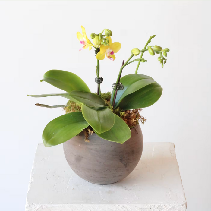 Petite Potted Phalaenopsis Orchid