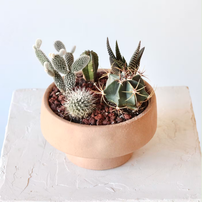 Adobe Cactus Garden