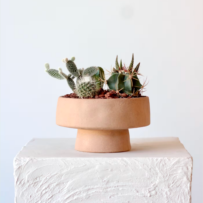 Adobe Cactus Garden
