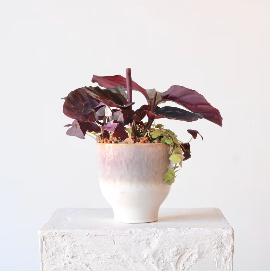 Rose Painted Calathea with Oxalis & Tradescantia