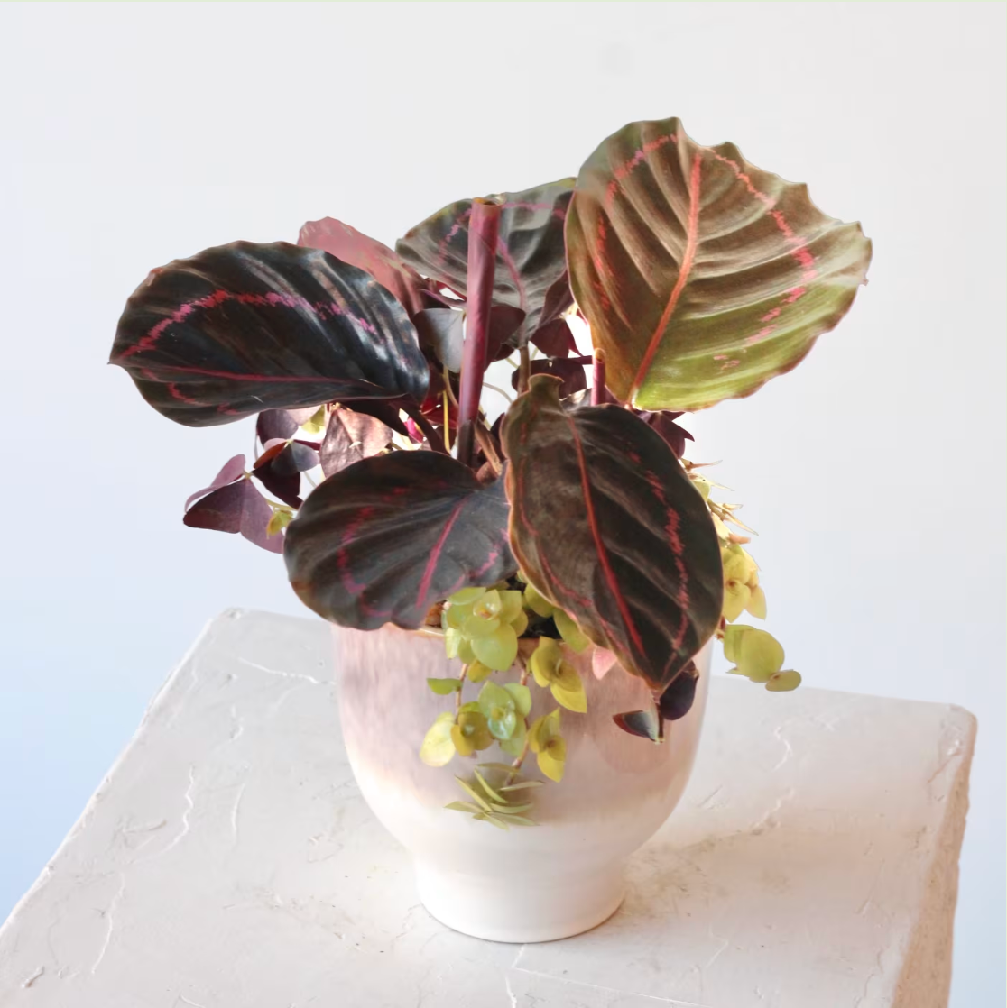 Rose Painted Calathea with Oxalis & Tradescantia