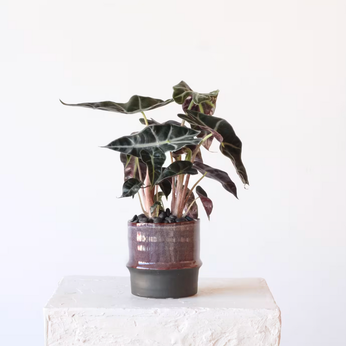 Alocasia Polly