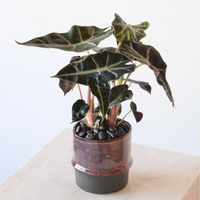 Alocasia Polly