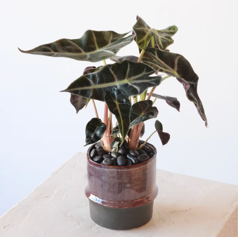 Alocasia Polly