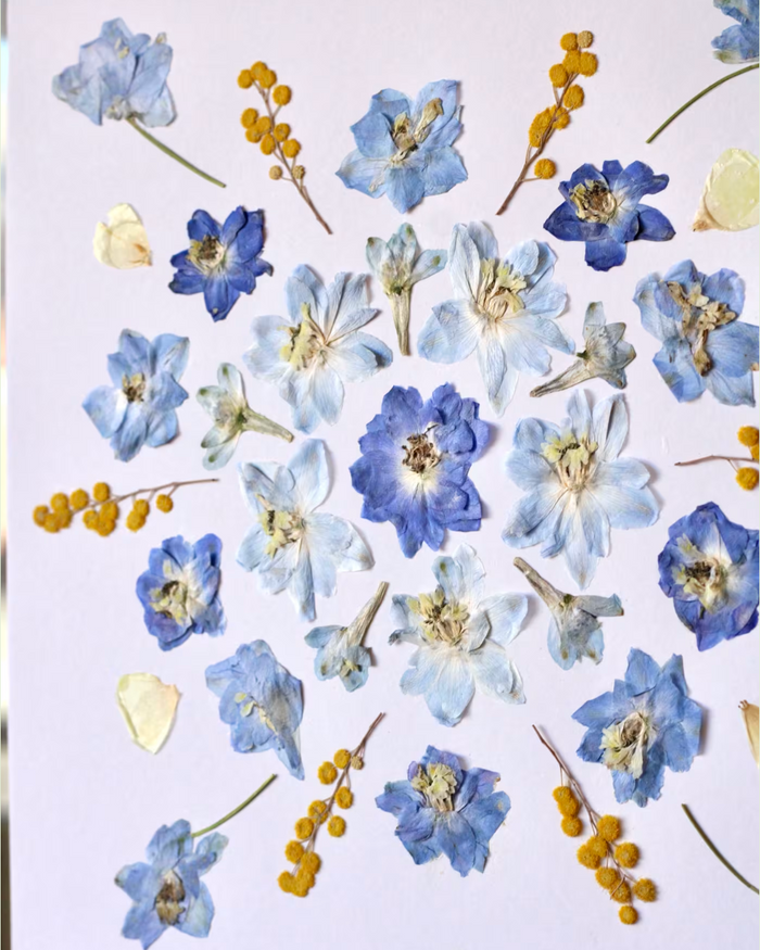 Pressed Flower Art: Blue & Yellow