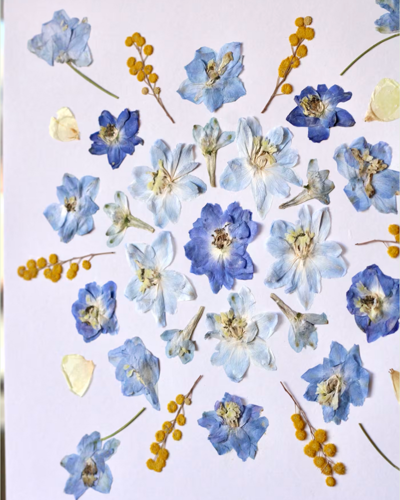 Pressed Flower Art: Blue & Yellow