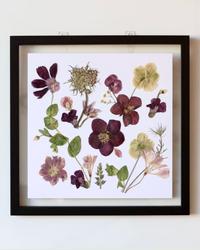Pressed Flower Art: Purple Hellebore