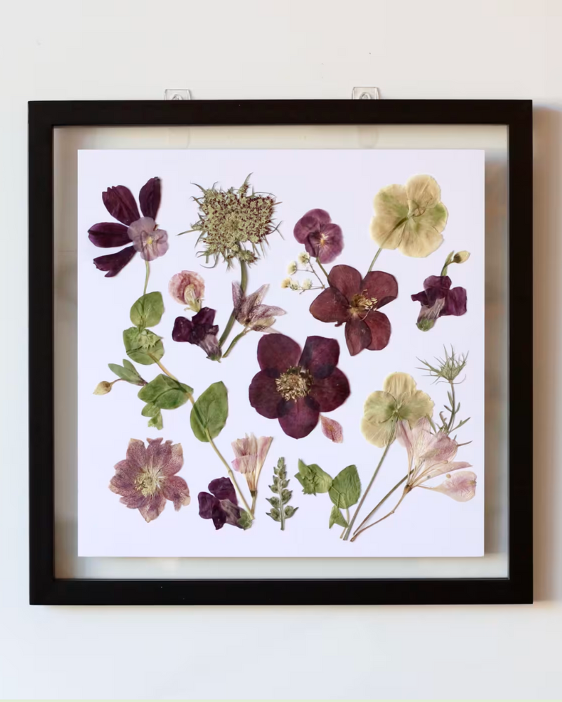 Pressed Flower Art: Purple Hellebore
