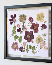 Pressed Flower Art: Purple Hellebore