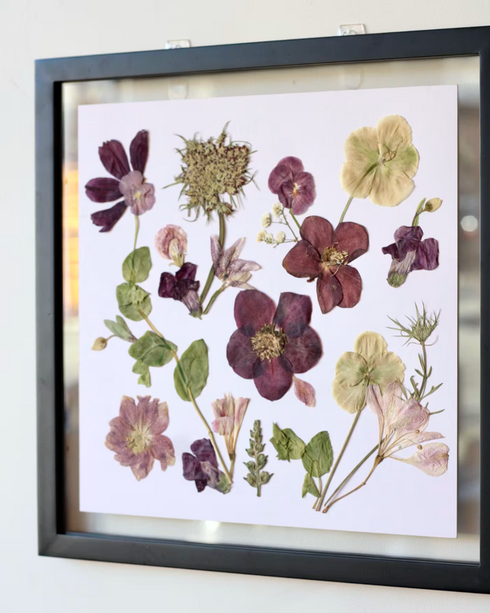 Pressed Flower Art: Purple Hellebore