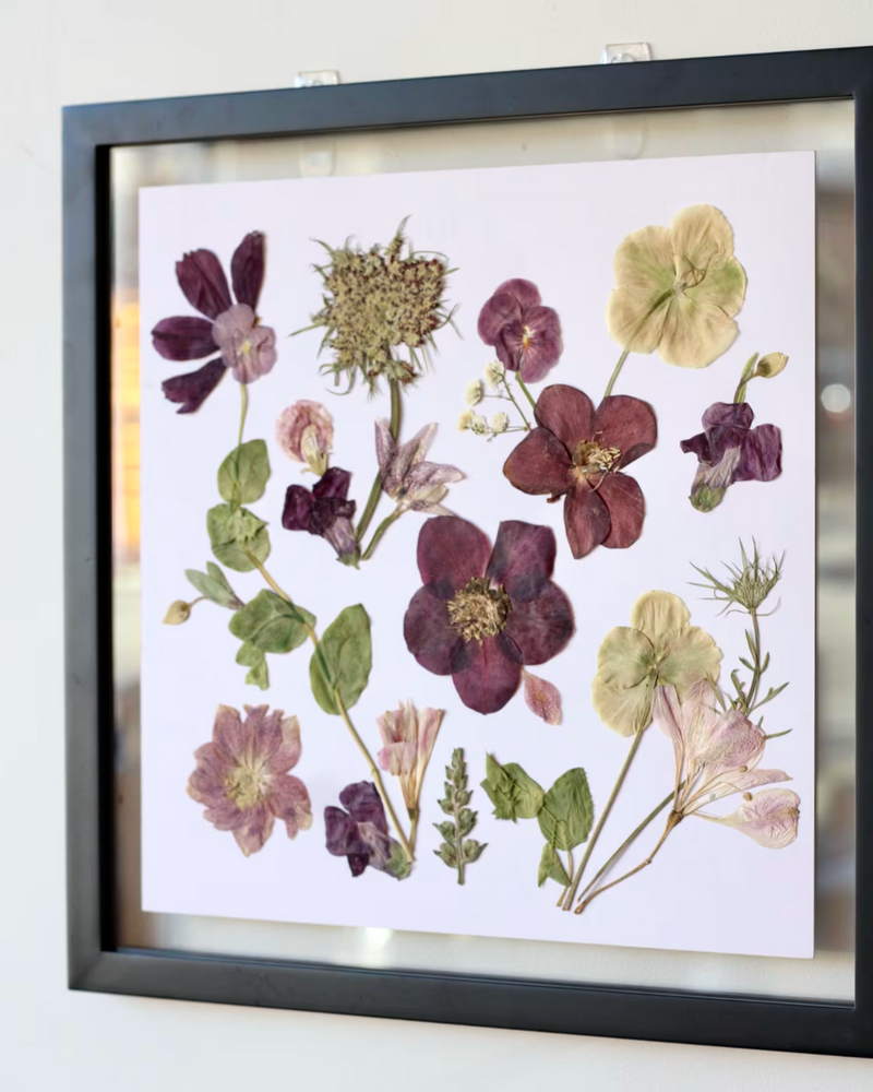Pressed Flower Art: Purple Hellebore