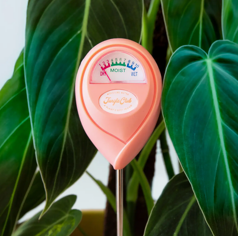 Moisture Meter: Grapefruit