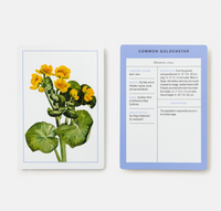 New York Botanical Garden Wildflower ID Flashcards