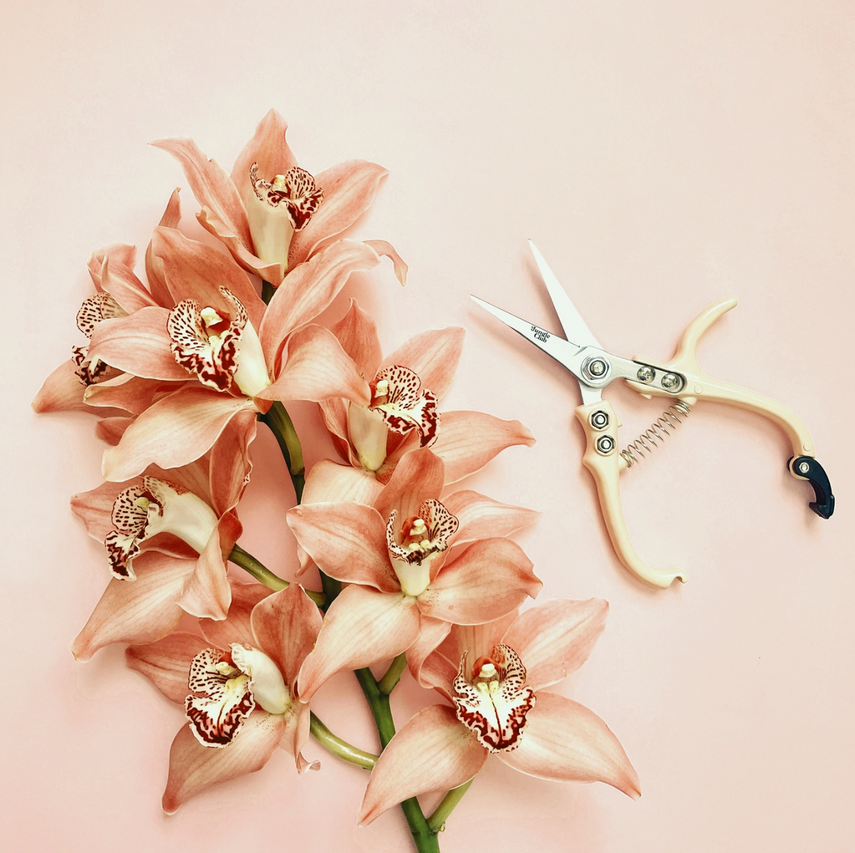 Pruning Shears: Vanilla